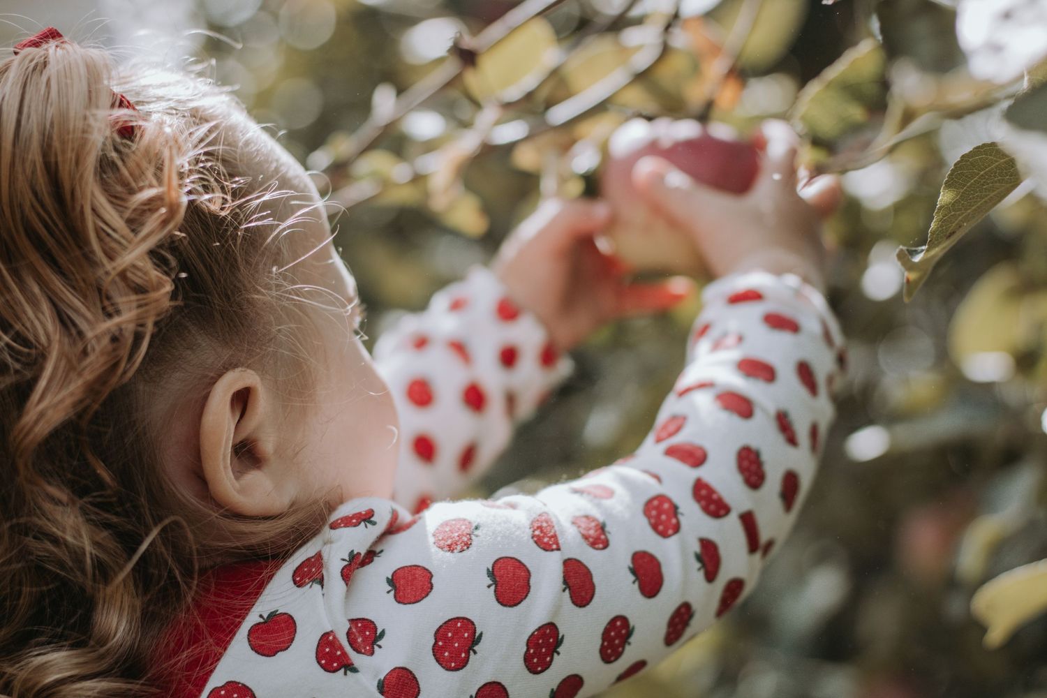 Child reaching up to pick fruit from tree branches.