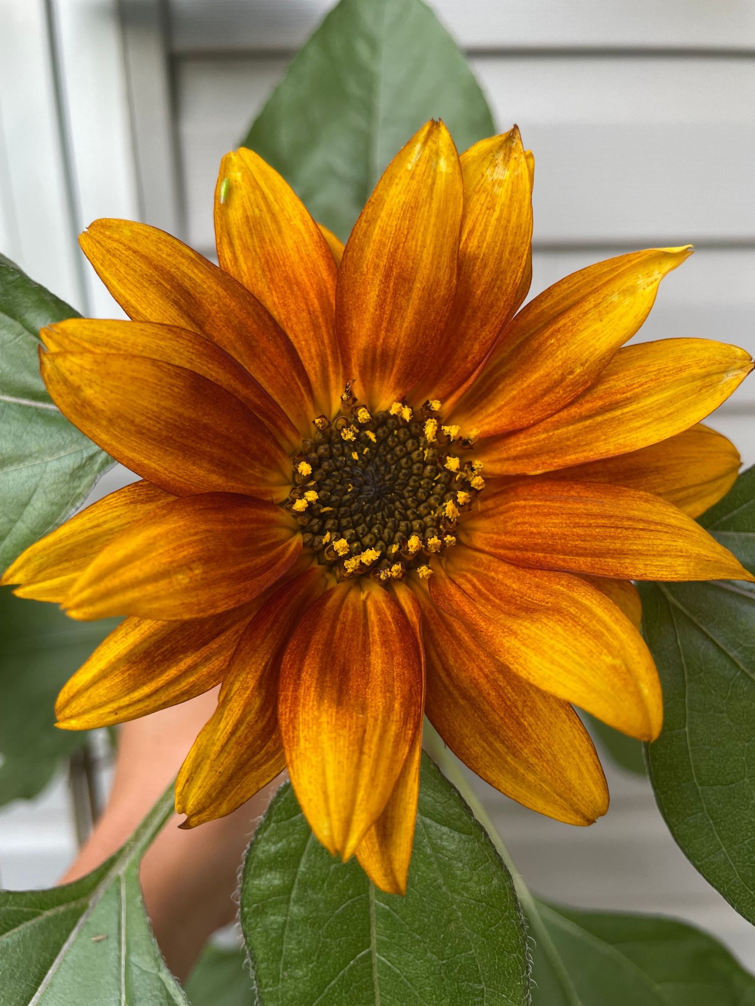 Vibrant orange and yellow sunflower with dark brown center disc in full bloom, surrounded by lush green leaves.
