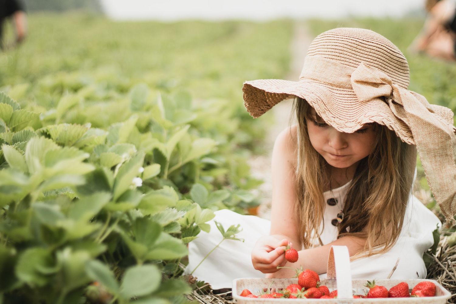 Person in straw hat picking fresh strawberries from a lush green garden.
