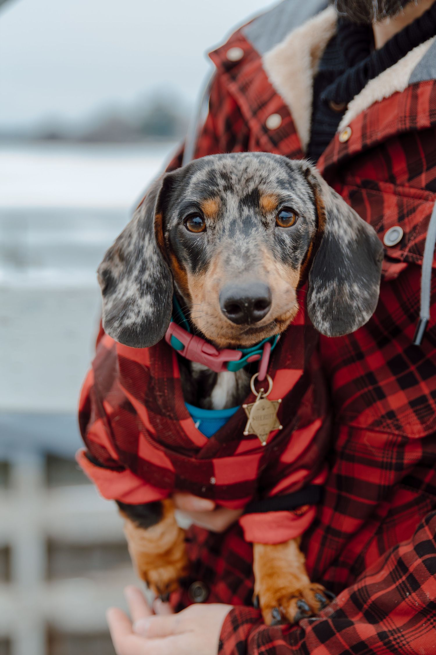 Dachshund puppy wearing red plaid flannel coat looking at camera.