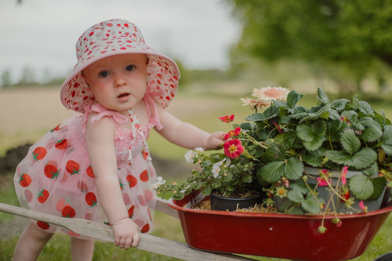 Baby girl in strawberry dress and hat reaching for red strawberry plant in garden planter outdoors.