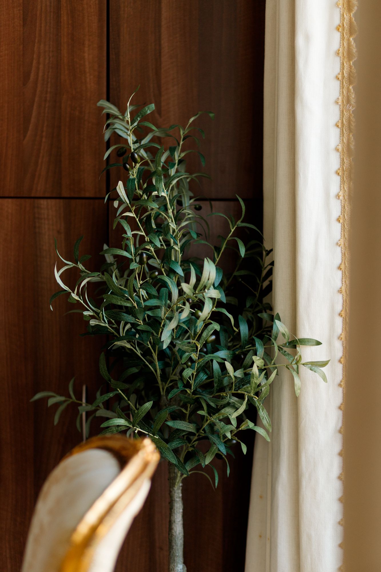 Small olive tree with green leaves stands against dark wood paneling next to a cream colored curtain and gold accent.