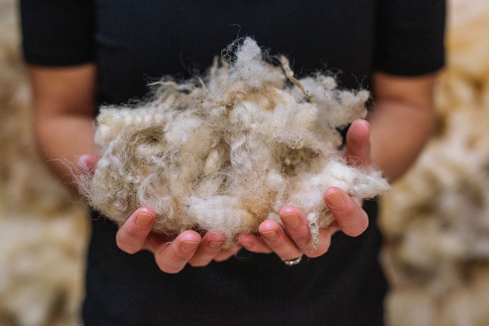 Hands holding fluffy raw wool or cotton fiber against dark background.