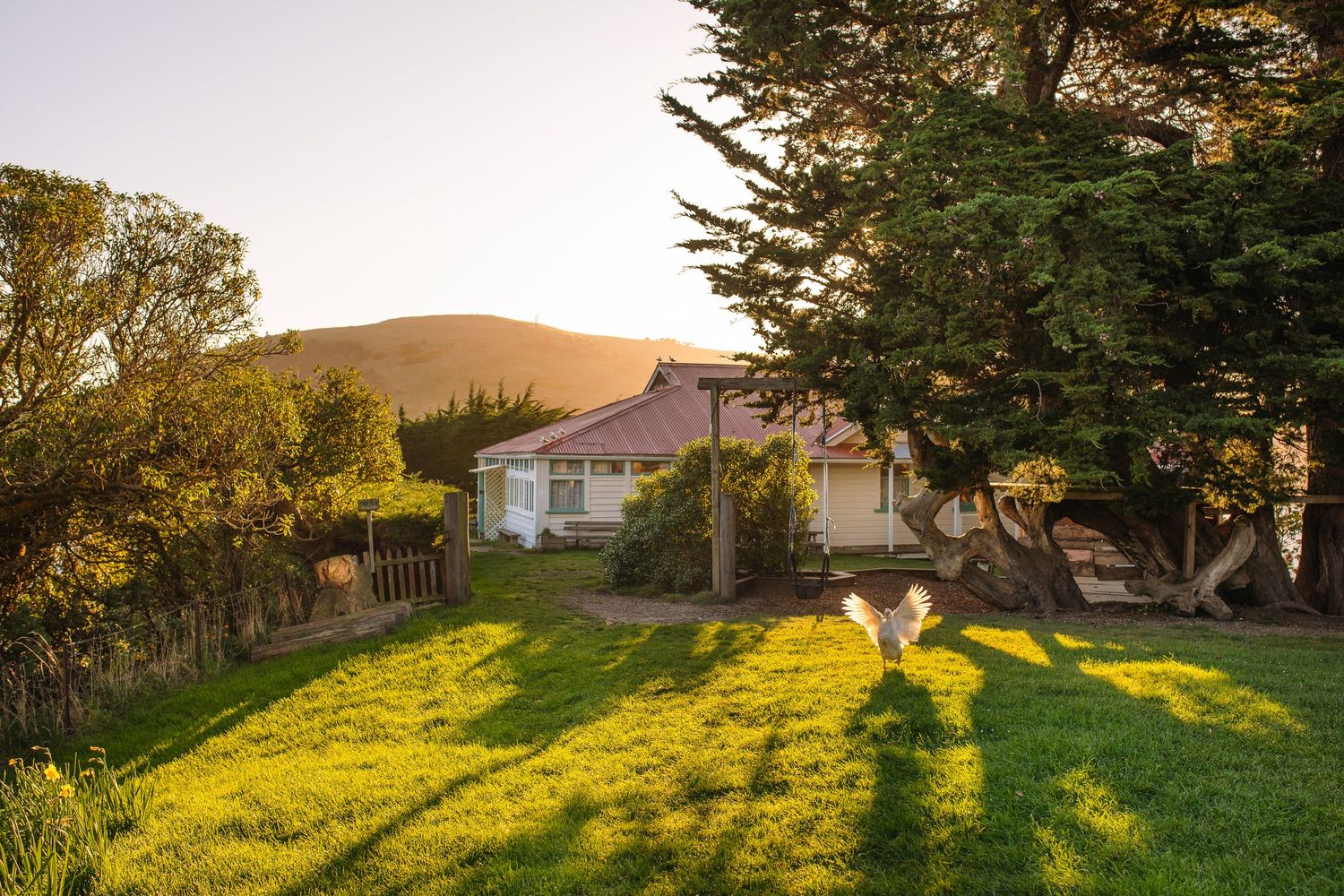 Golden sunset light streaming through trees in a peaceful suburban yard.