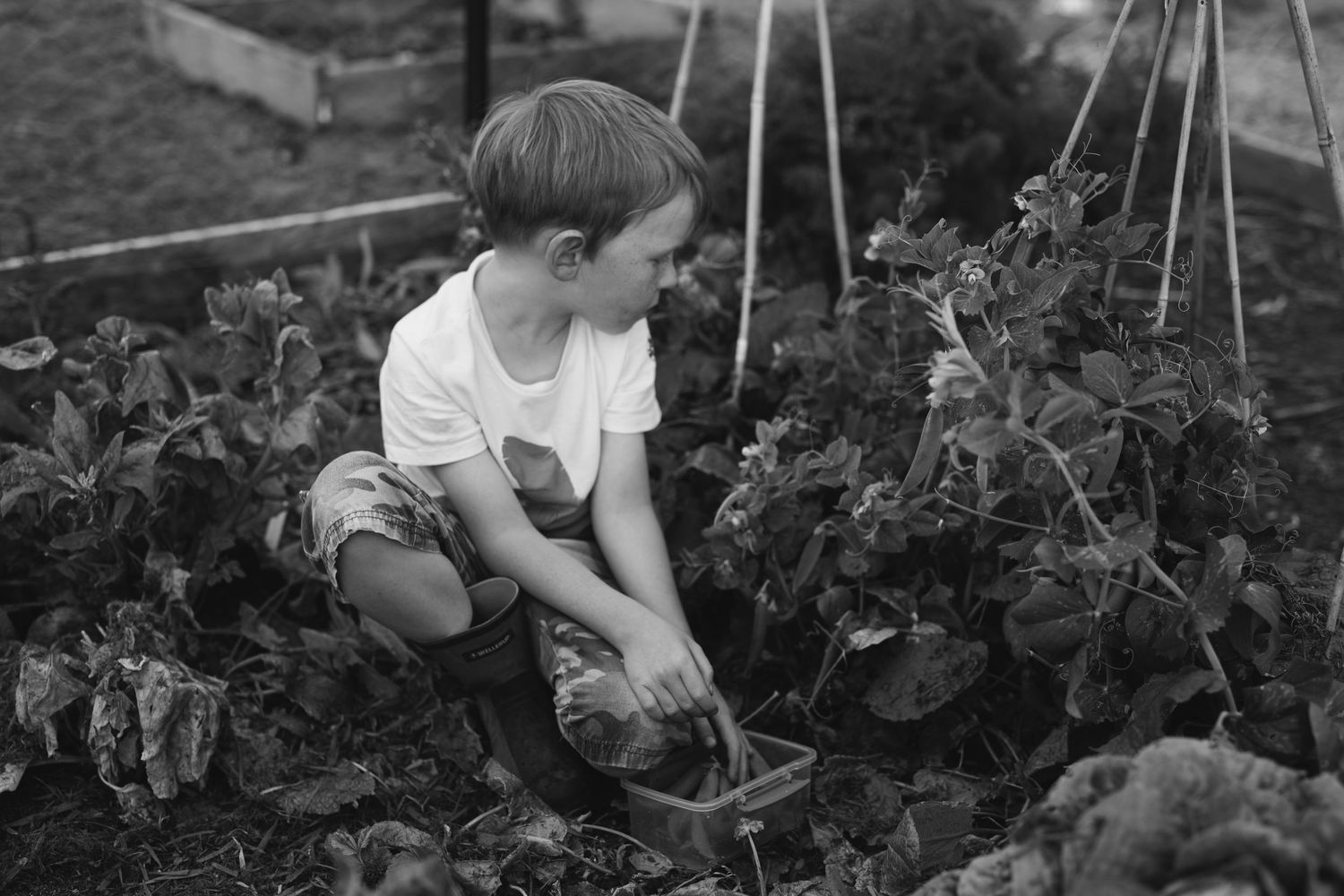 Children picking fresh vegetables from a garden with climbing plants and trellises.
