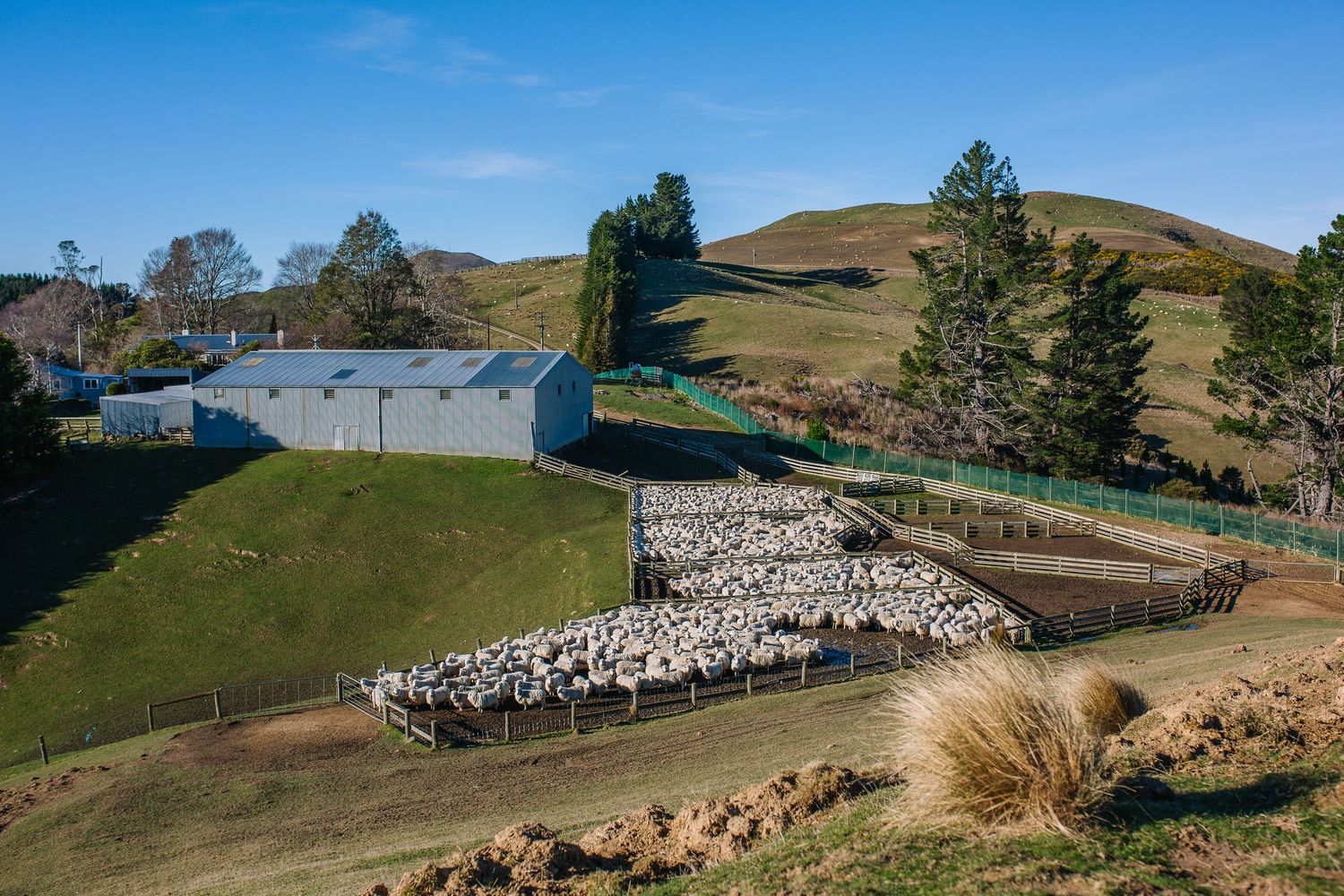 Panoramic view of sheep grazing on green rolling hills under blue sky.