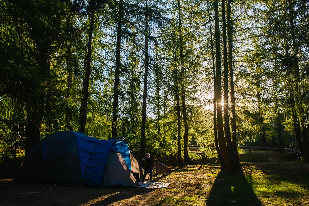 Sunlit forest scene with tall evergreen trees and camping equipment.