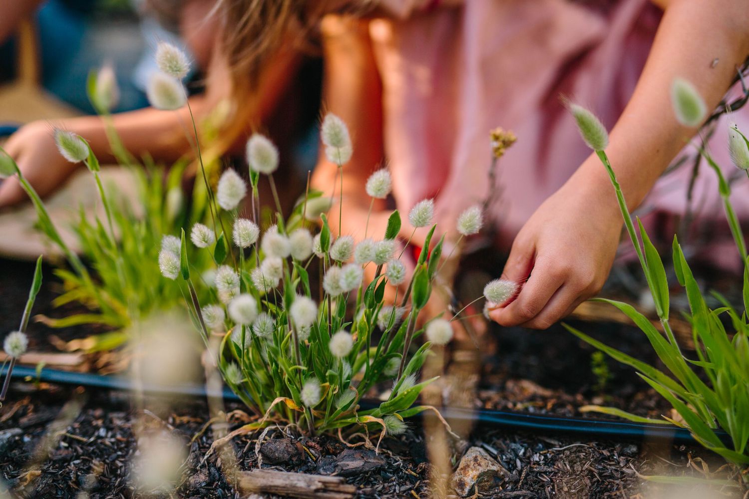 Close-up of hands planting delicate white flowers in dark soil.