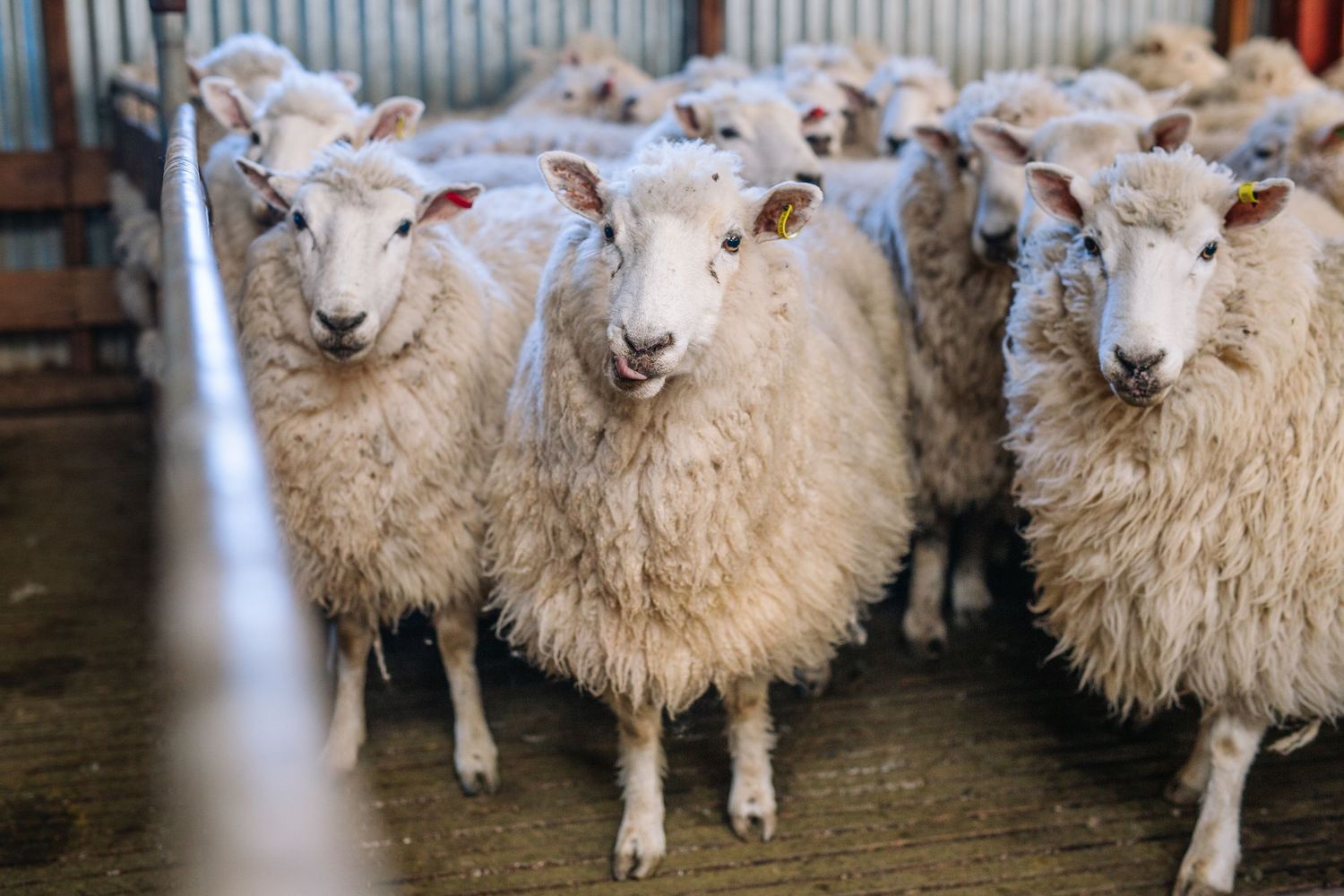 Group of fluffy white sheep standing together in a barn.
