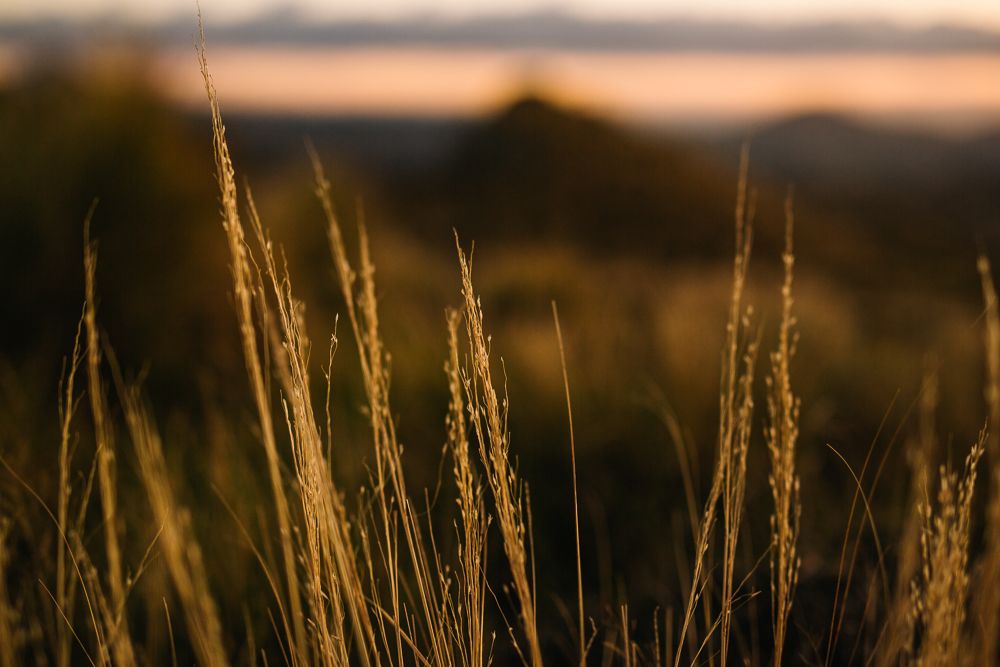 Golden wheat stalks silhouetted against a dusky sunset sky.