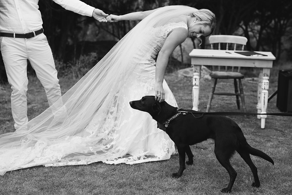 A black dog plays with a flowing white wedding dress train in a garden setting.