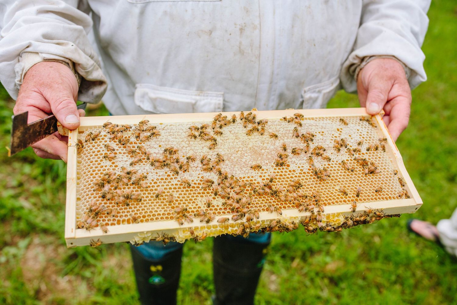 Beekeeper holding a honeycomb frame filled with bees and honey.