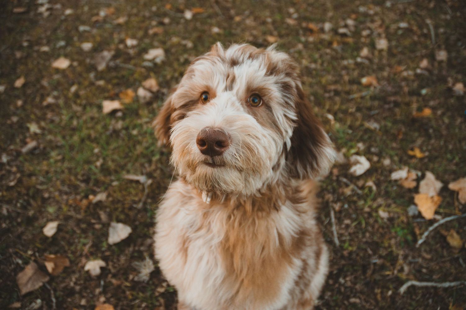 An adorable fluffy brown and white doodle dog sits attentively on autumn grass looking up at the camera.