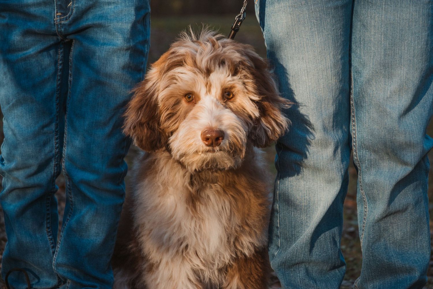 An adorable fluffy brown Aussiedoodle puppy sits between two people wearing blue jeans outdoors.