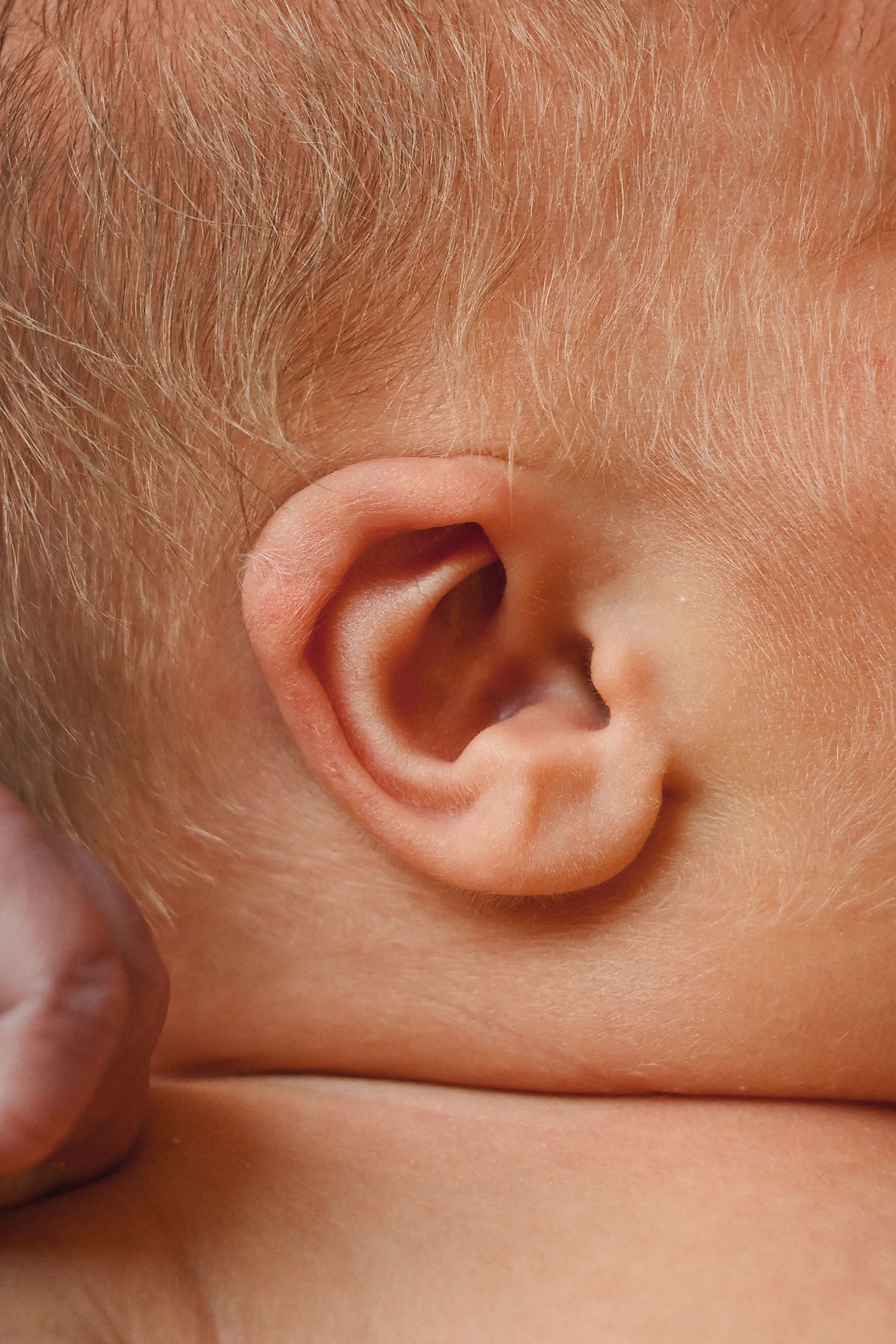 Close up of a newborn's ear. The ear is still rather squished from being in the womb. Photograph taken of baby just hours old