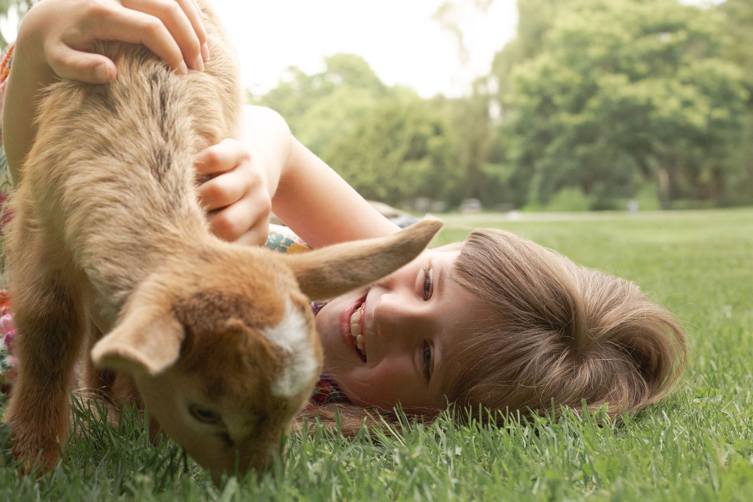 A golden retriever dog rolls playfully in green grass on a sunny day.