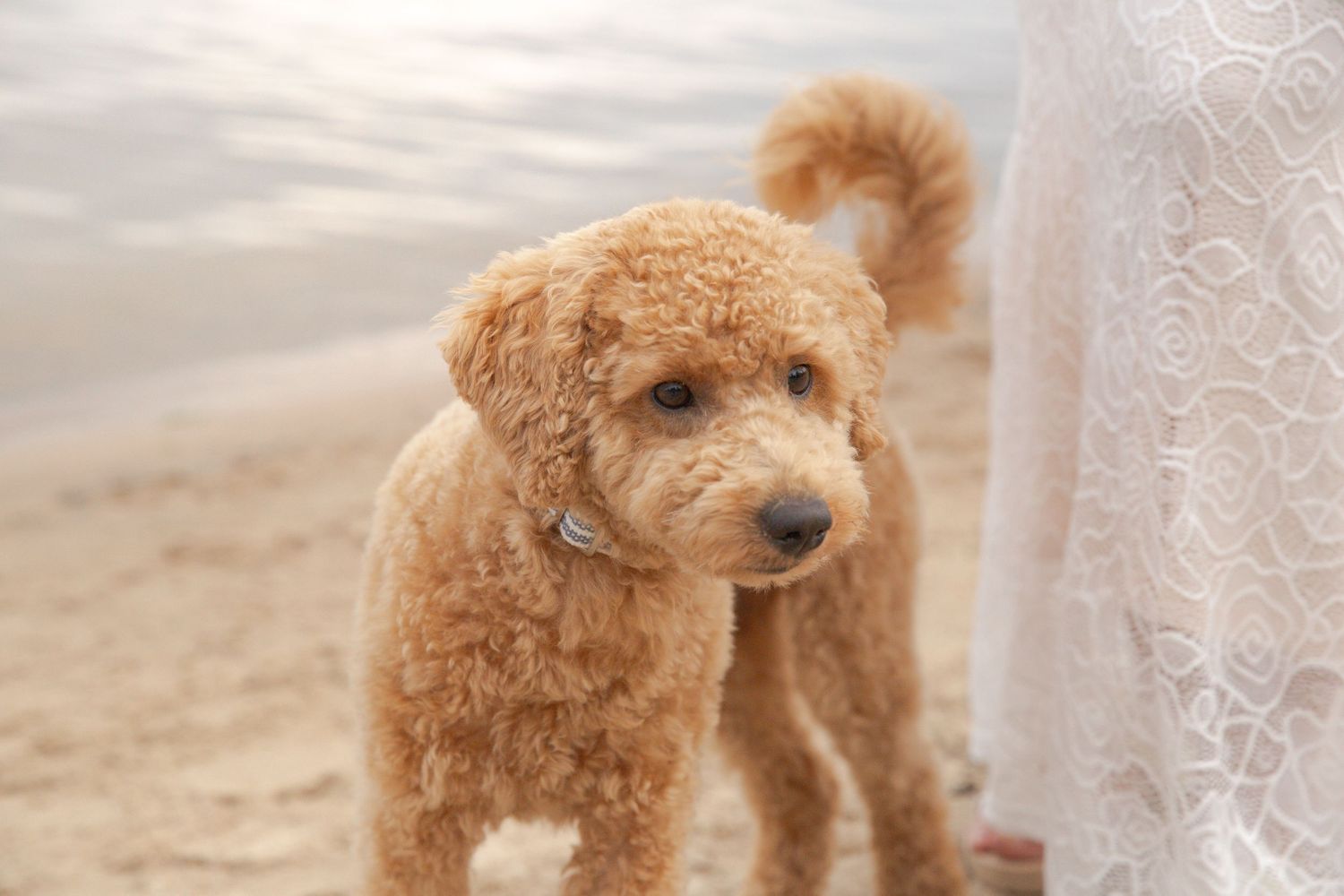 A fluffy goldendoodle puppy with curly apricot-colored fur stands on a sandy beach near white curtains.
