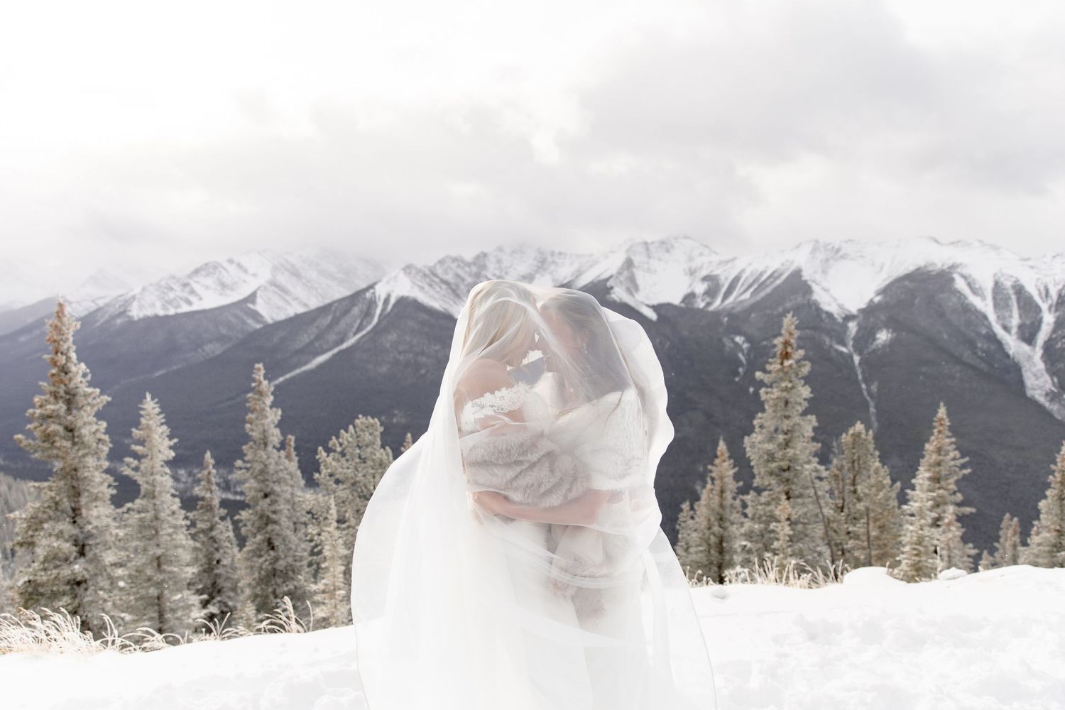 A white cat sits in snowy mountain landscape with evergreen trees and snow-capped peaks in the background.