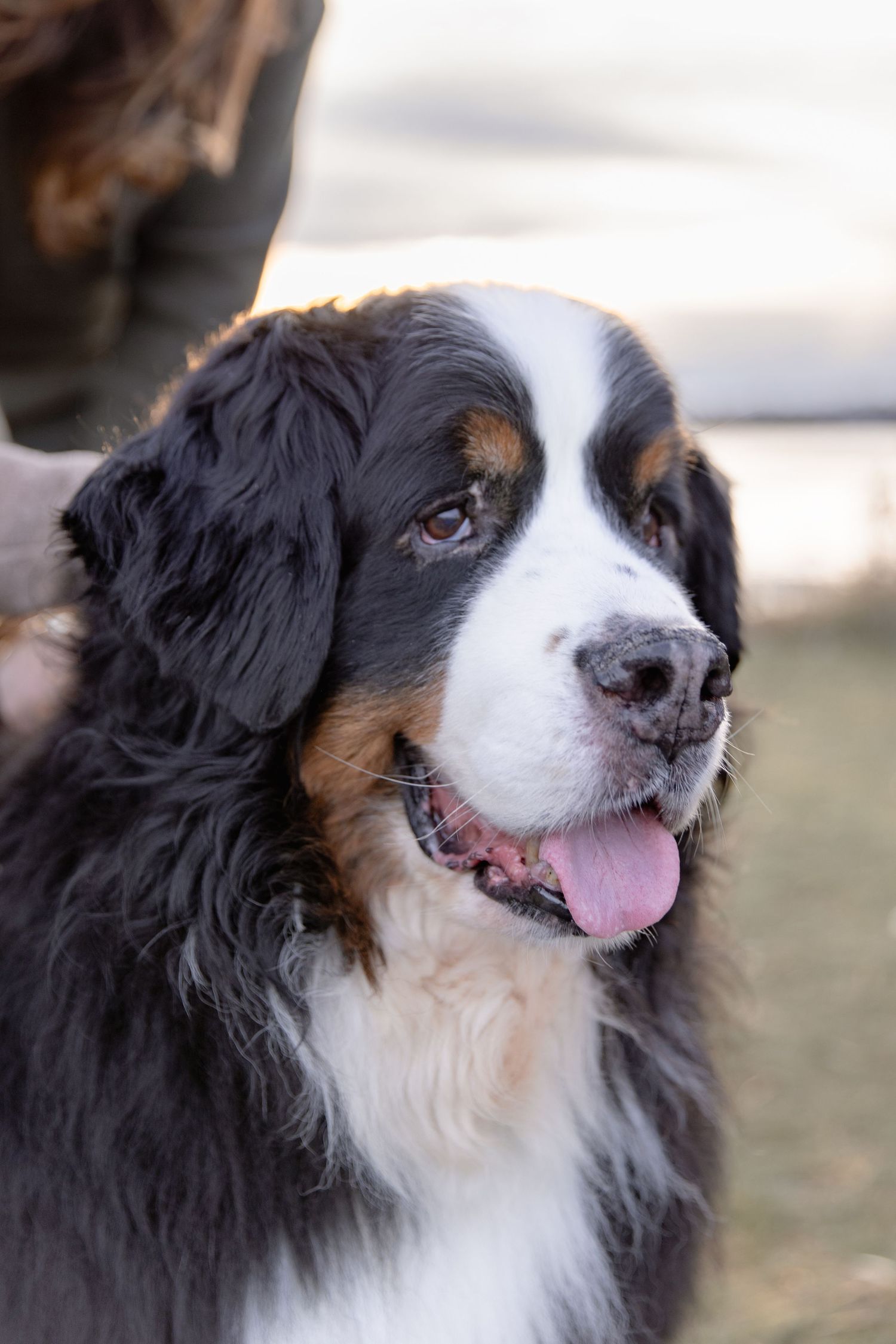 A close-up series of Bernese Mountain Dog portraits showing different angles of its expressive face and distinctive markings.