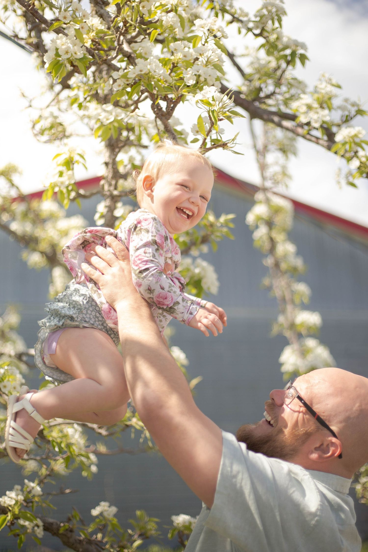 Playful springtime moment under blooming cherry tree with hands lifting happy toddler against blue sky and white blossoms.