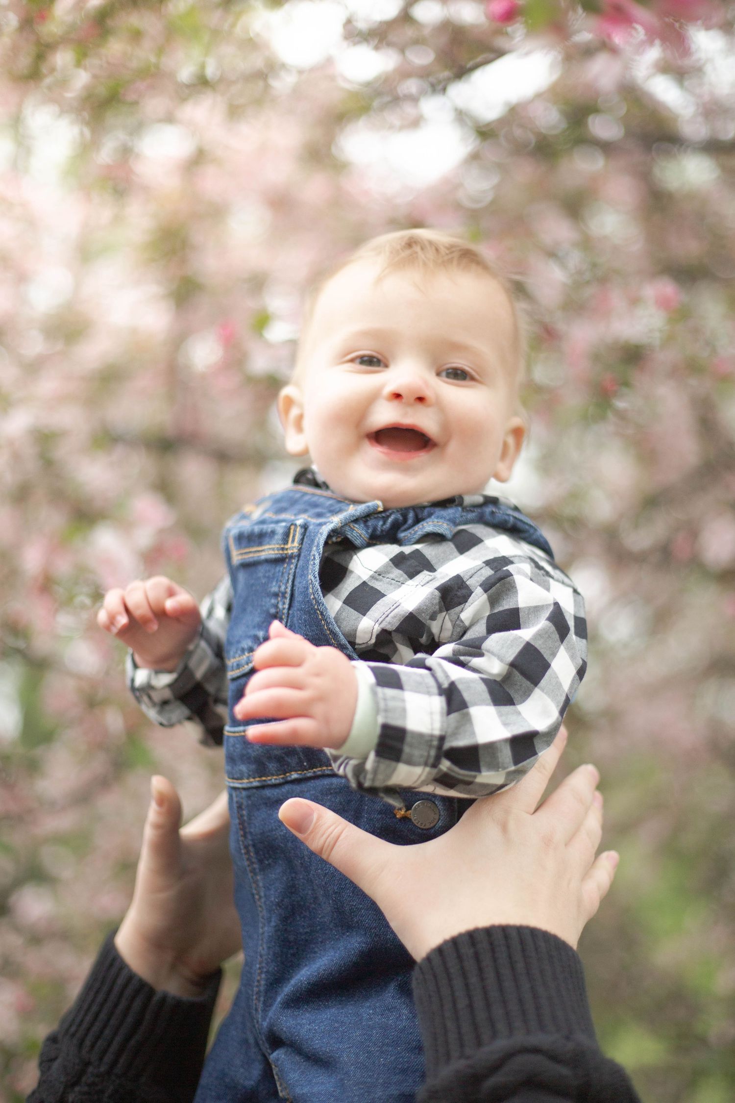 A baby wearing a plaid shirt and denim overalls is lifted up against a backdrop of pink cherry blossoms.