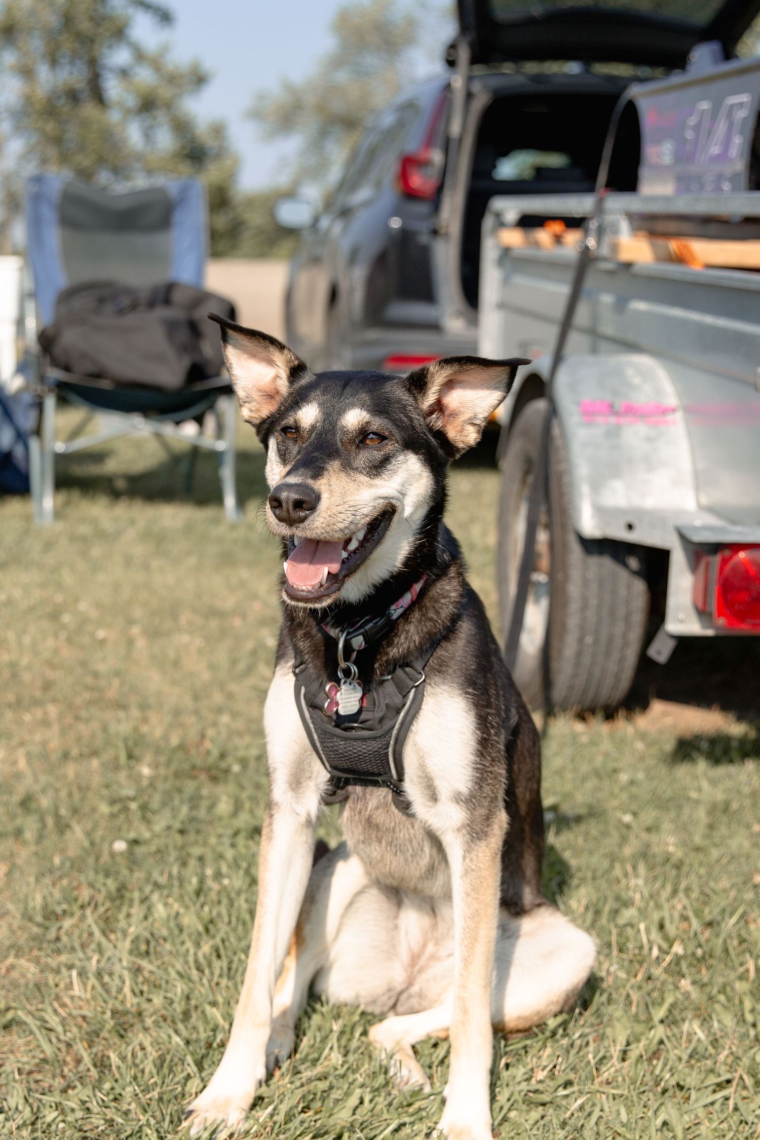 Happy black and tan dog wearing a harness sits in grass near parked vehicles at outdoor event.