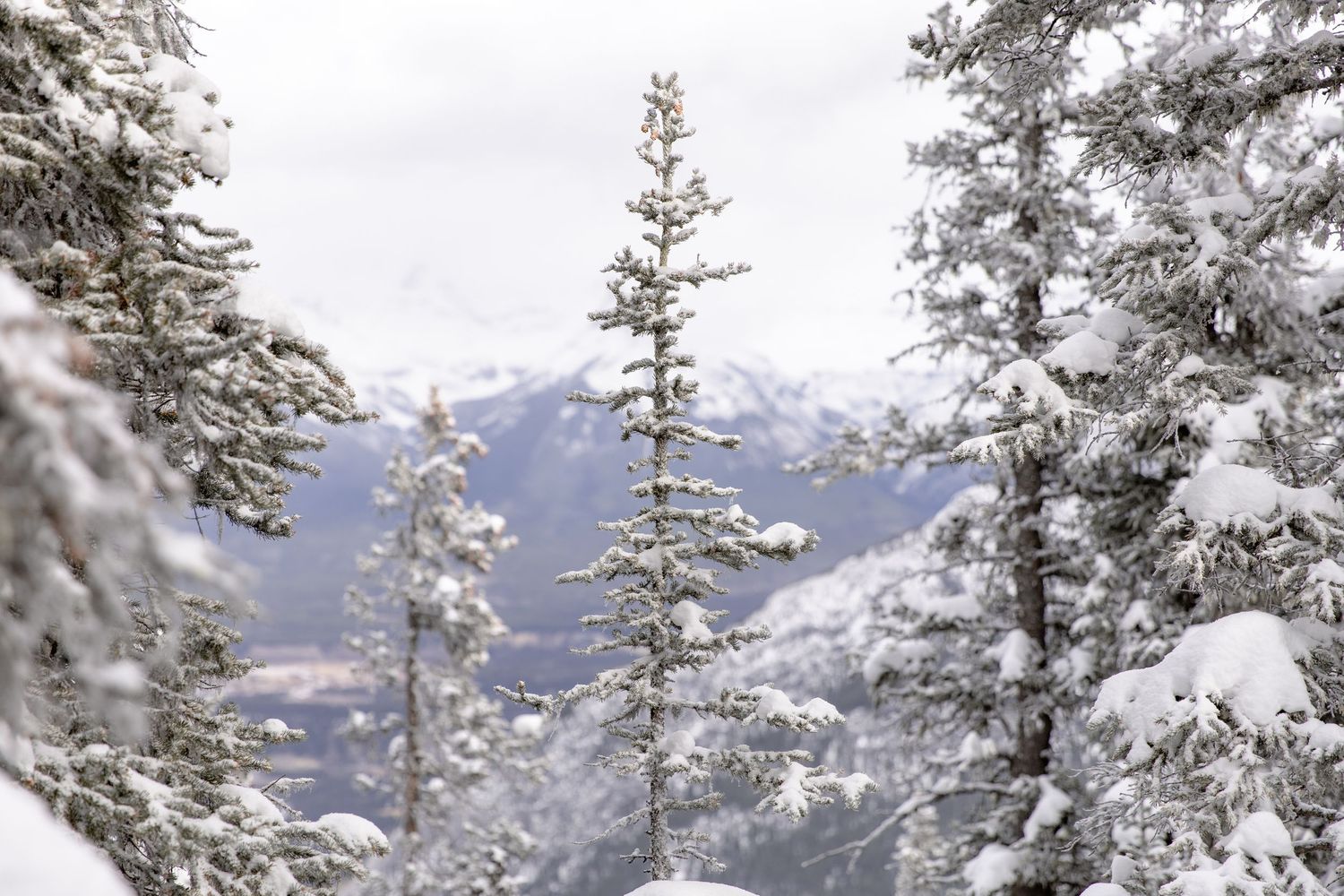 Snow-covered evergreen trees frame a majestic mountain vista on a bright winter day in the wilderness.