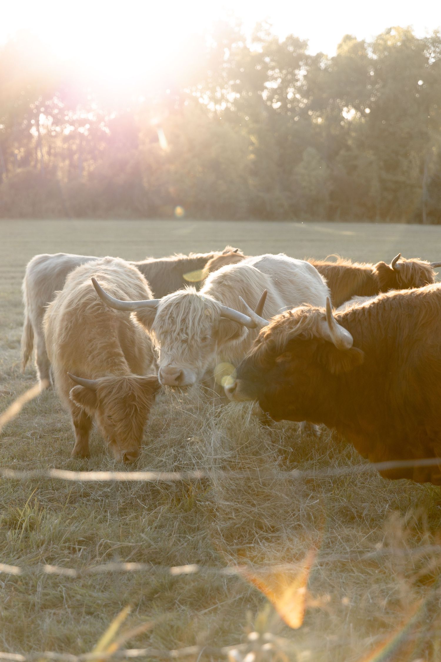 Herd of longhorn cattle grazing in misty field at golden sunset with sun rays filtering through trees.