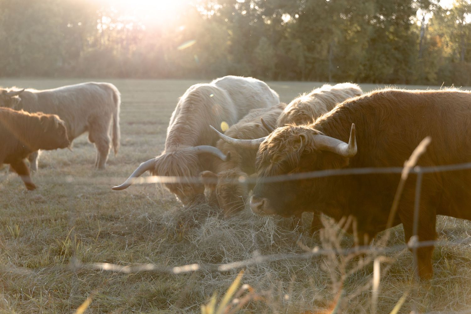 Silhouetted longhorn cattle standing in field during sunset with warm golden light.
