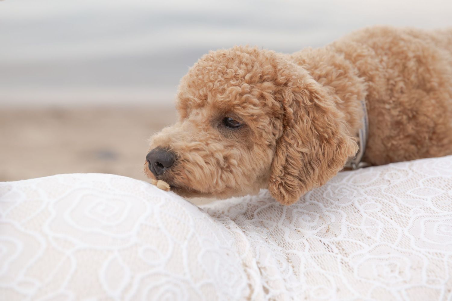 A brown goldendoodle dog rests peacefully on white bedding, showing its fluffy fur and relaxed posture.