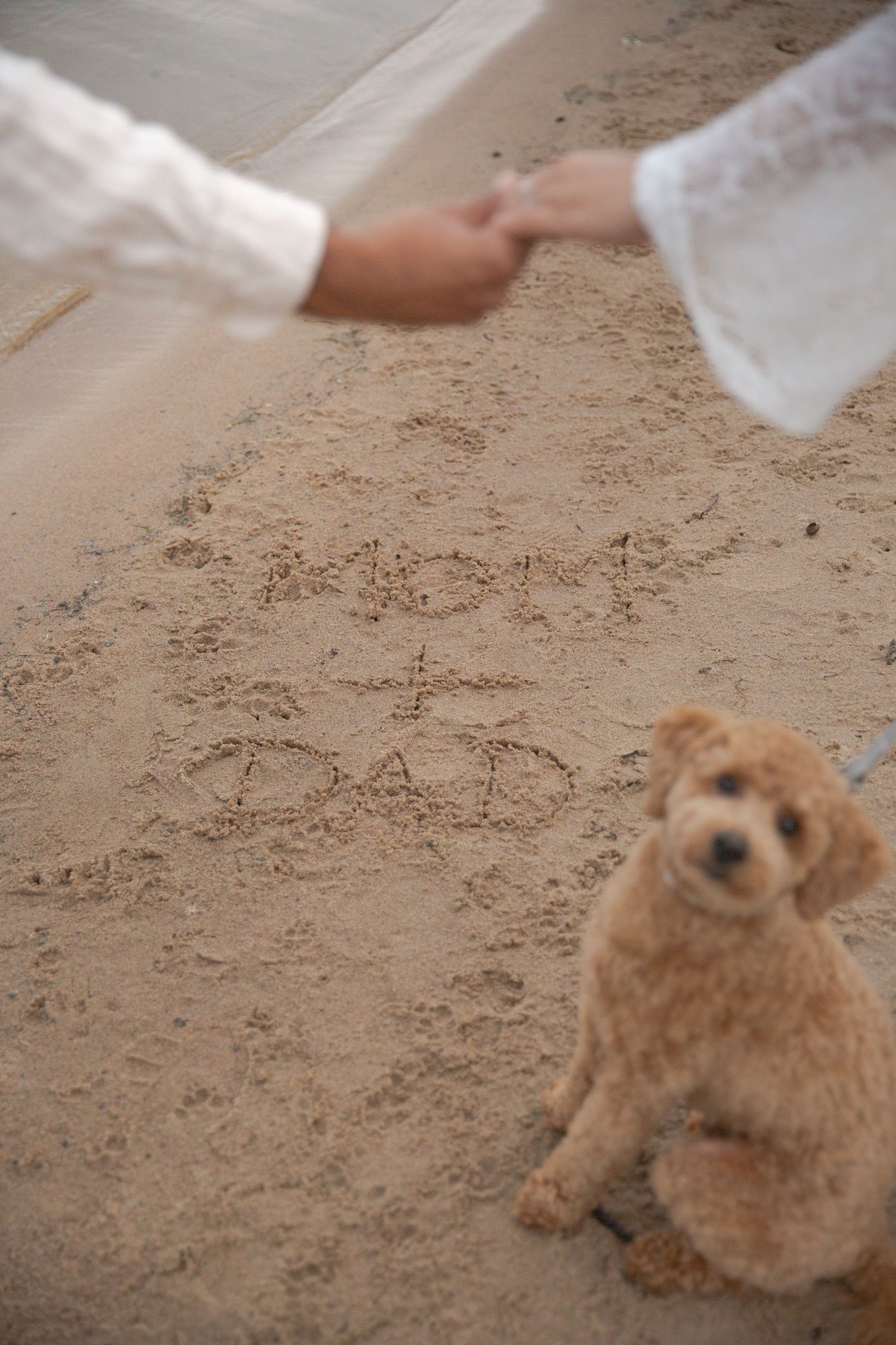 A series of images showing a small brown dog playing in the sand at a beach or sandy area.