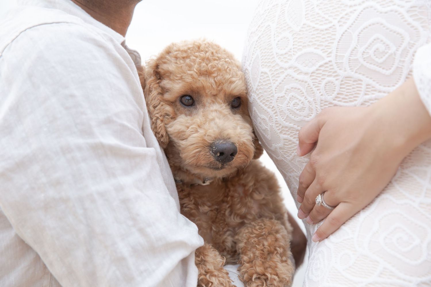 Adorable apricot toy poodle puppy being held and cuddled by someone wearing a white sweater.