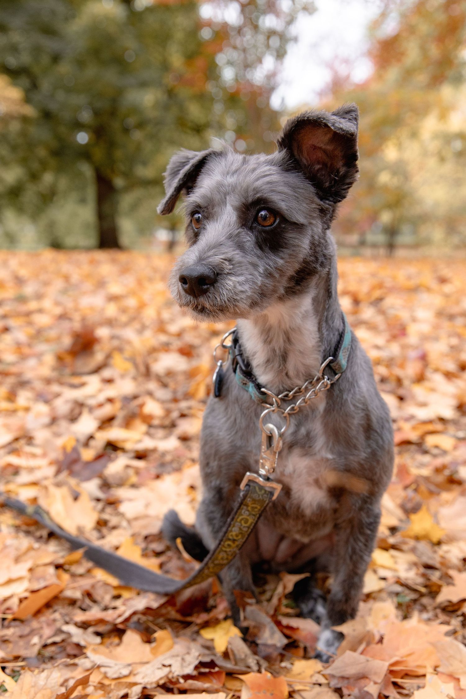 A small gray scruffy dog plays in fallen autumn leaves on the ground during a fall day.