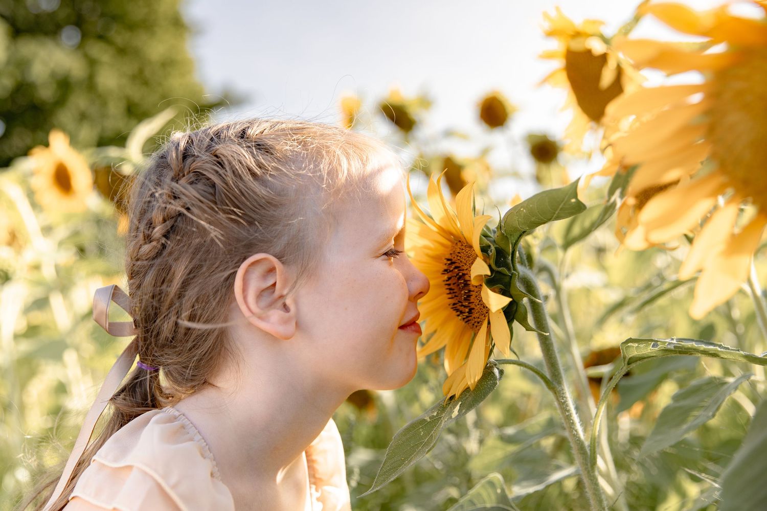 A person stands in a sunlit field of tall sunflowers on a bright summer day.