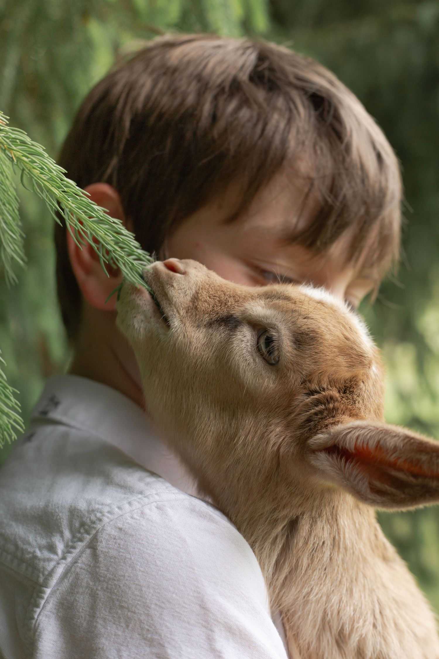 A young goat nuzzles close to someone in a white shirt against a soft green foliage background.