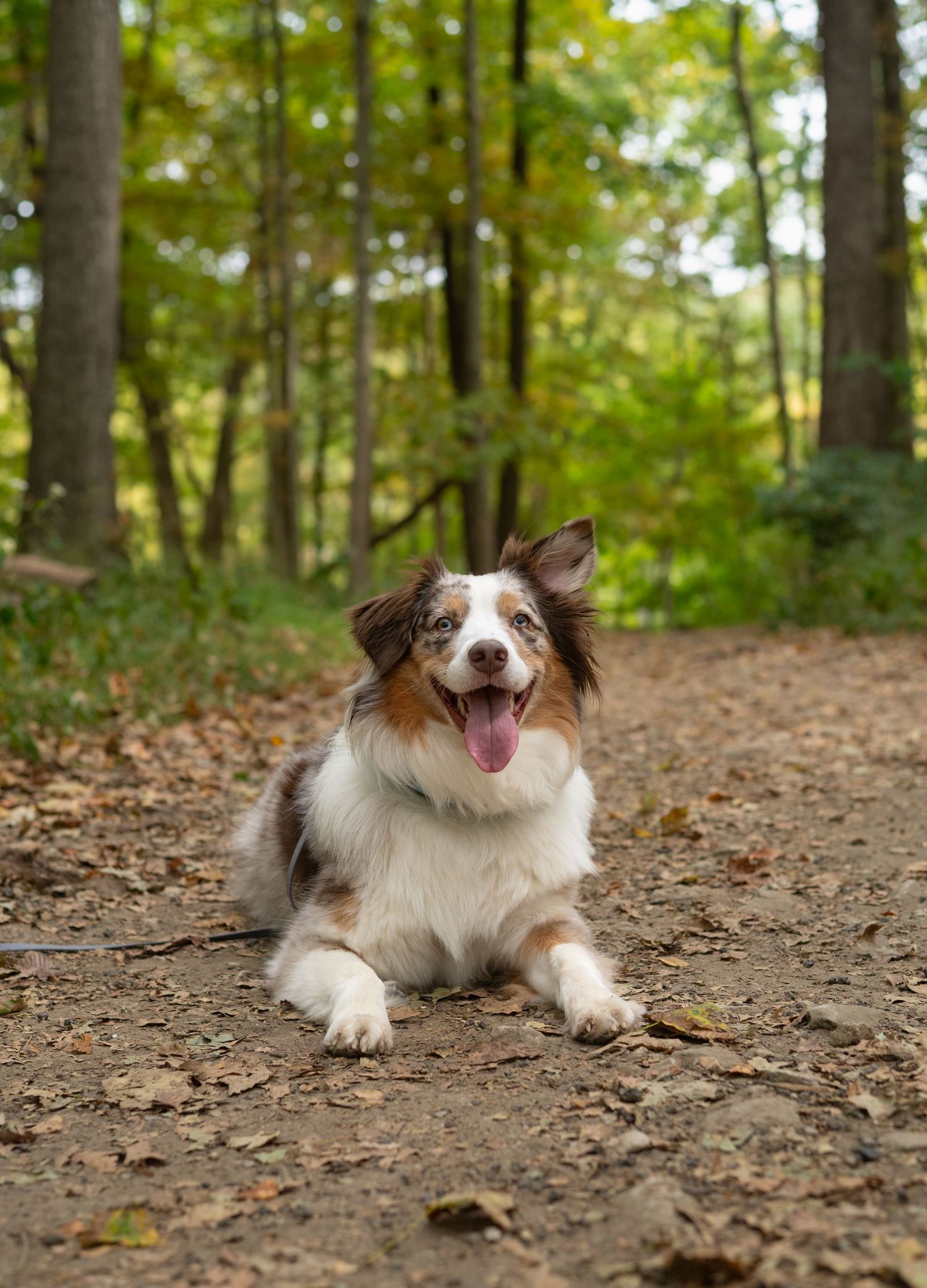 Australian Shepherd exploring a nice hiking trail to showcase the beauty of our Enrich and Explore service.