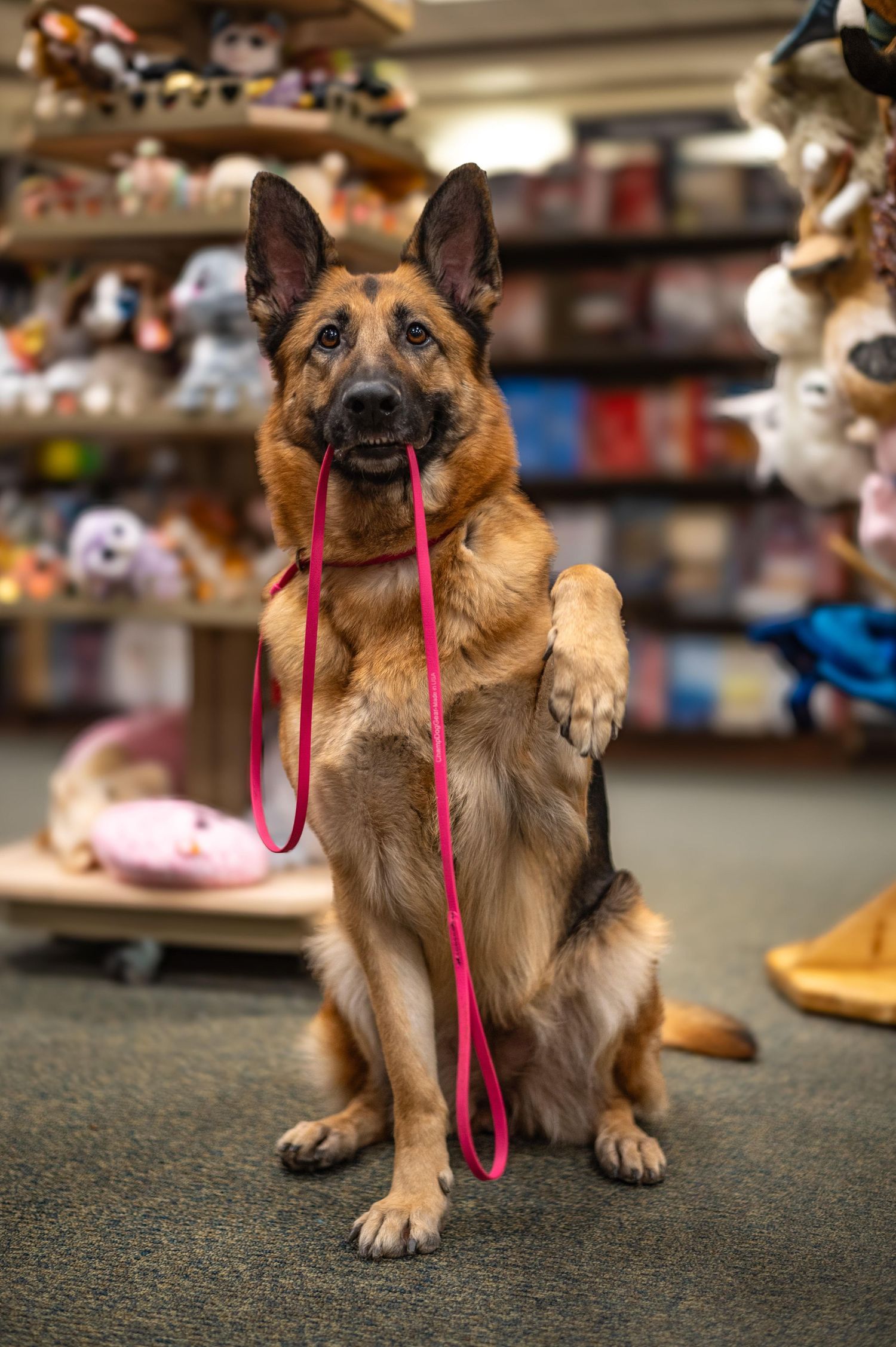 German Shepherd waving while holding her leash to showcase our Day Training Service