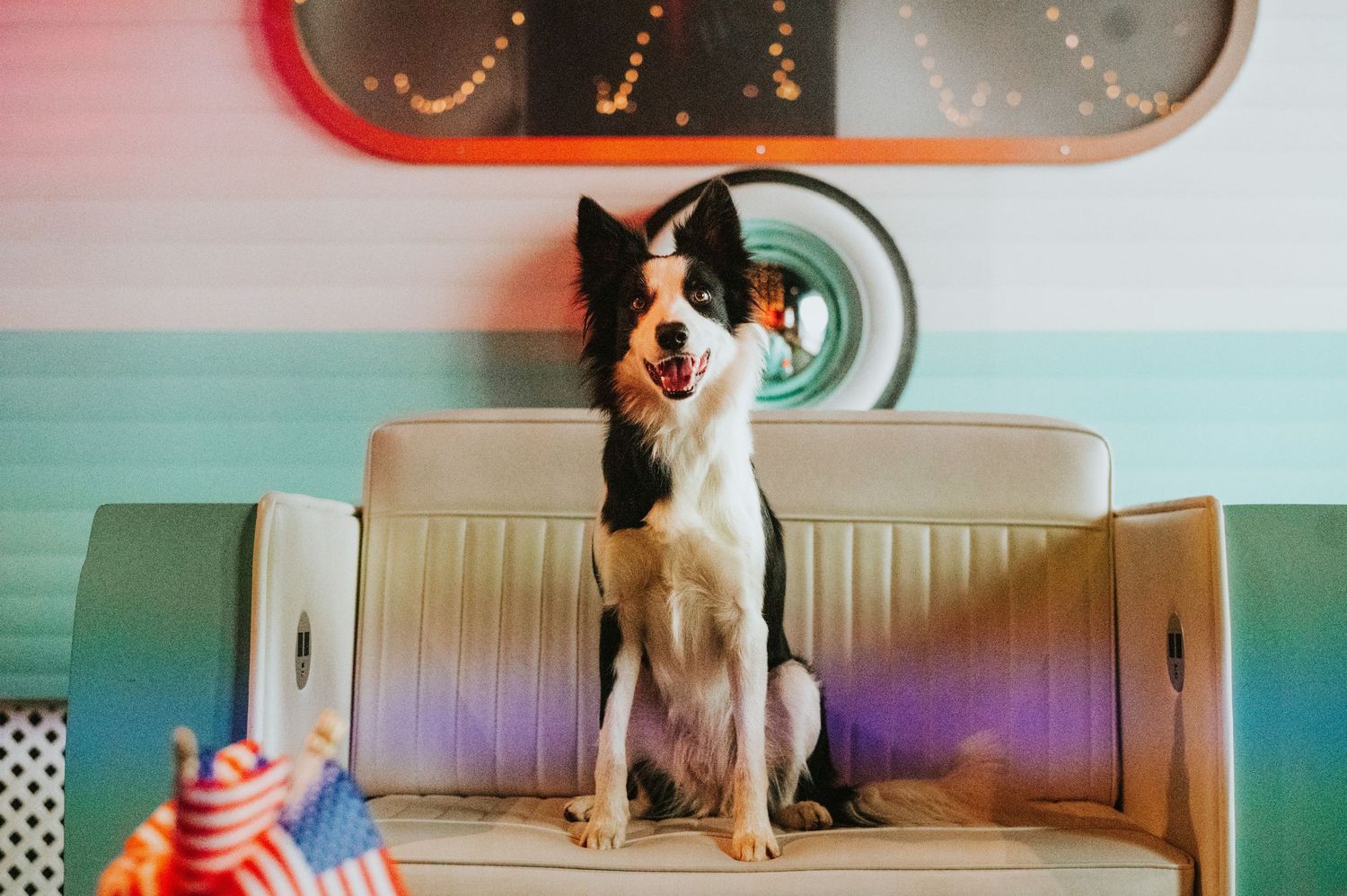 Border Collie sitting down about to open up the laptop to showcase our Virtual Private Lesson Service
