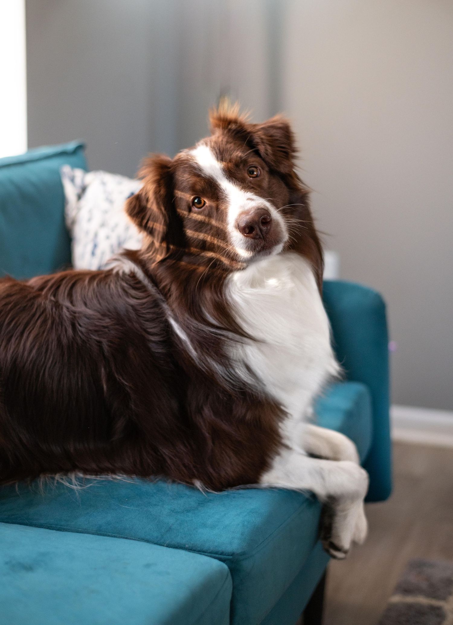 Comfy Australian Shepherd enjoying the couch to represent our Pet Sitting Services