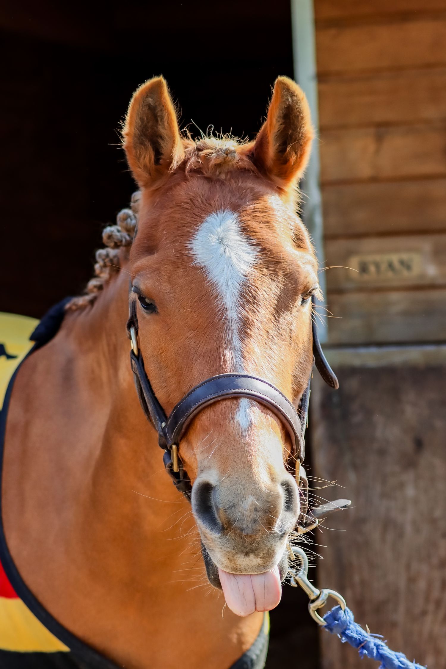 horse sticking its tongue out