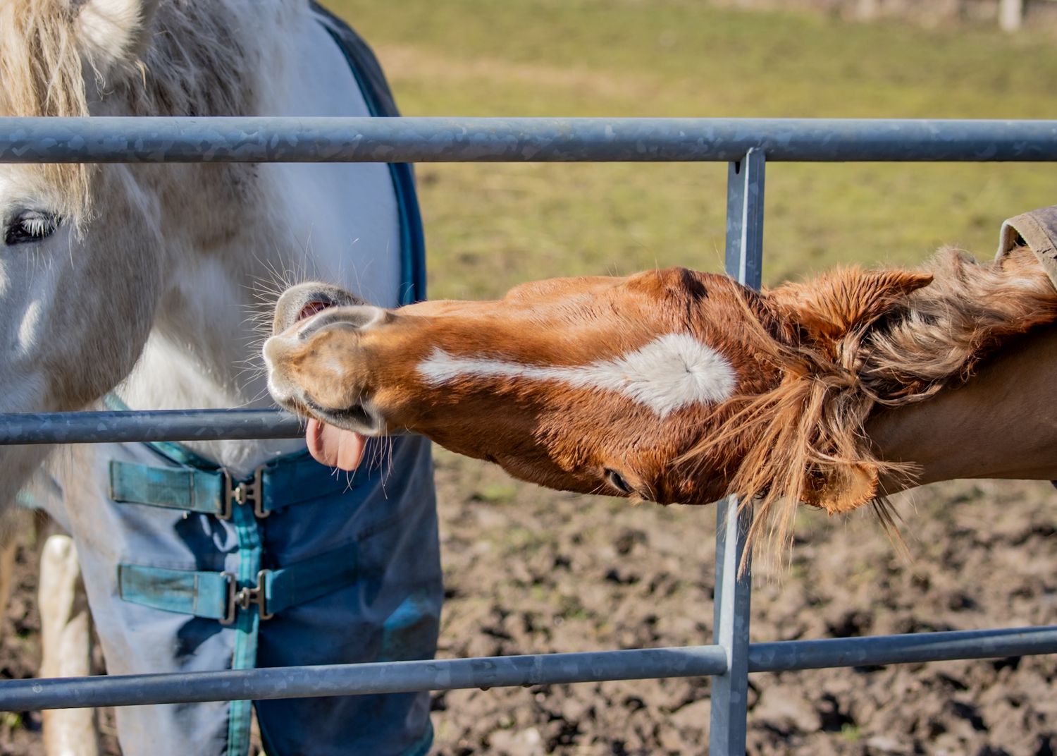 silly horse sticking its tongue out