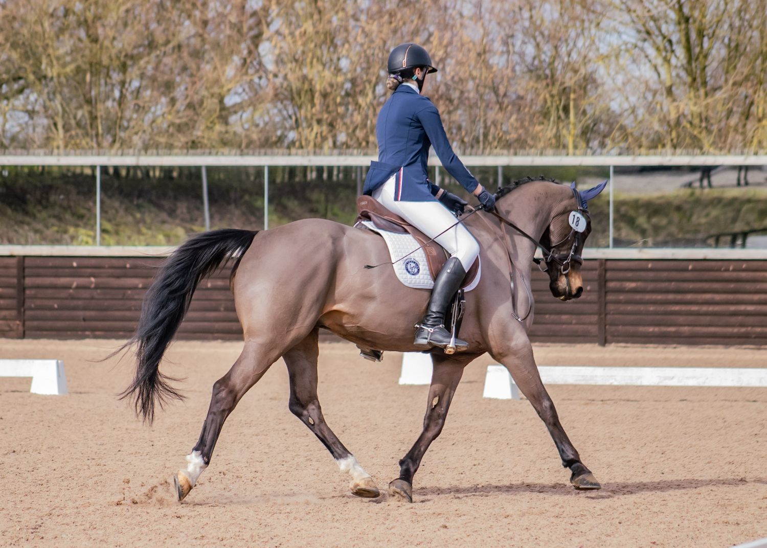 Horse trotting in Pony Club Area 8 dressage competition