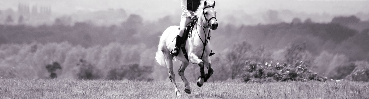 horse cantering out cross country training at Stratford hills