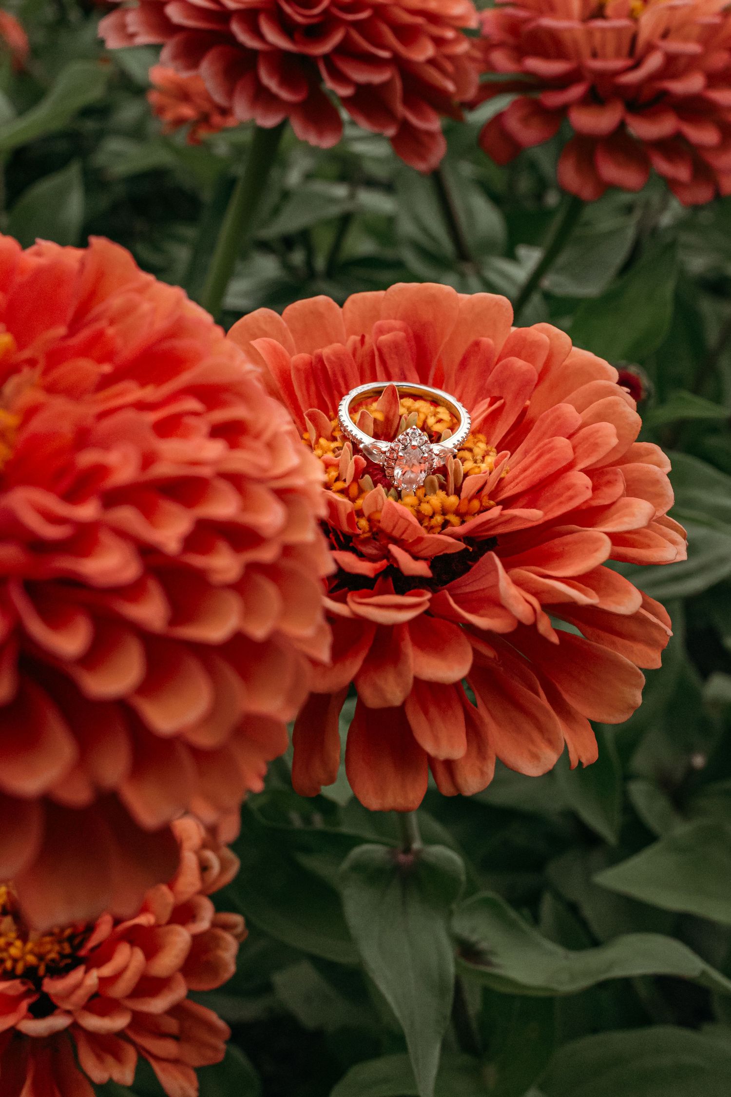 Vibrant coral-colored zinnia flowers in full bloom with layered petals against dark green foliage.