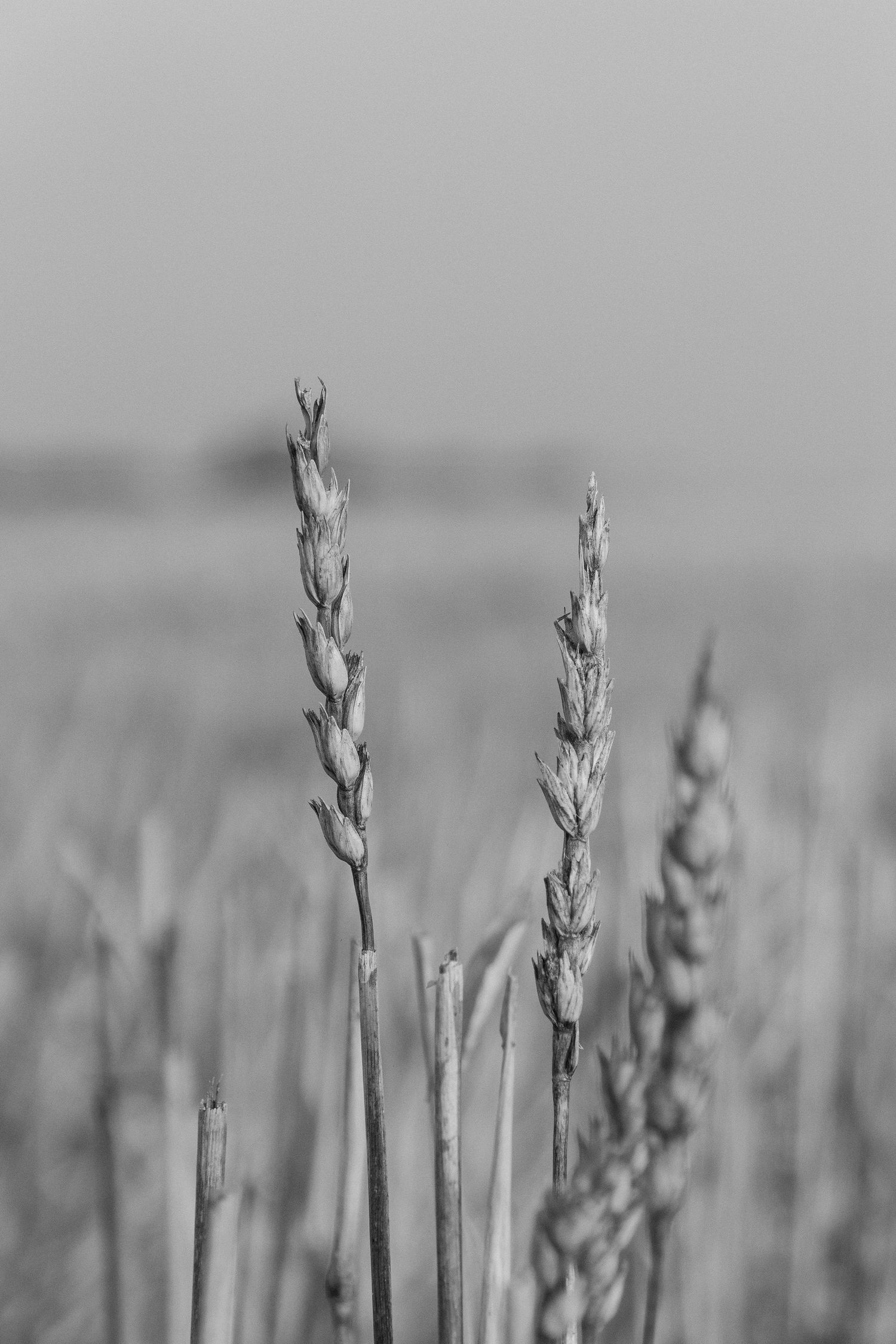 Monochrome image of wheat stalks standing tall against a soft blurred background.