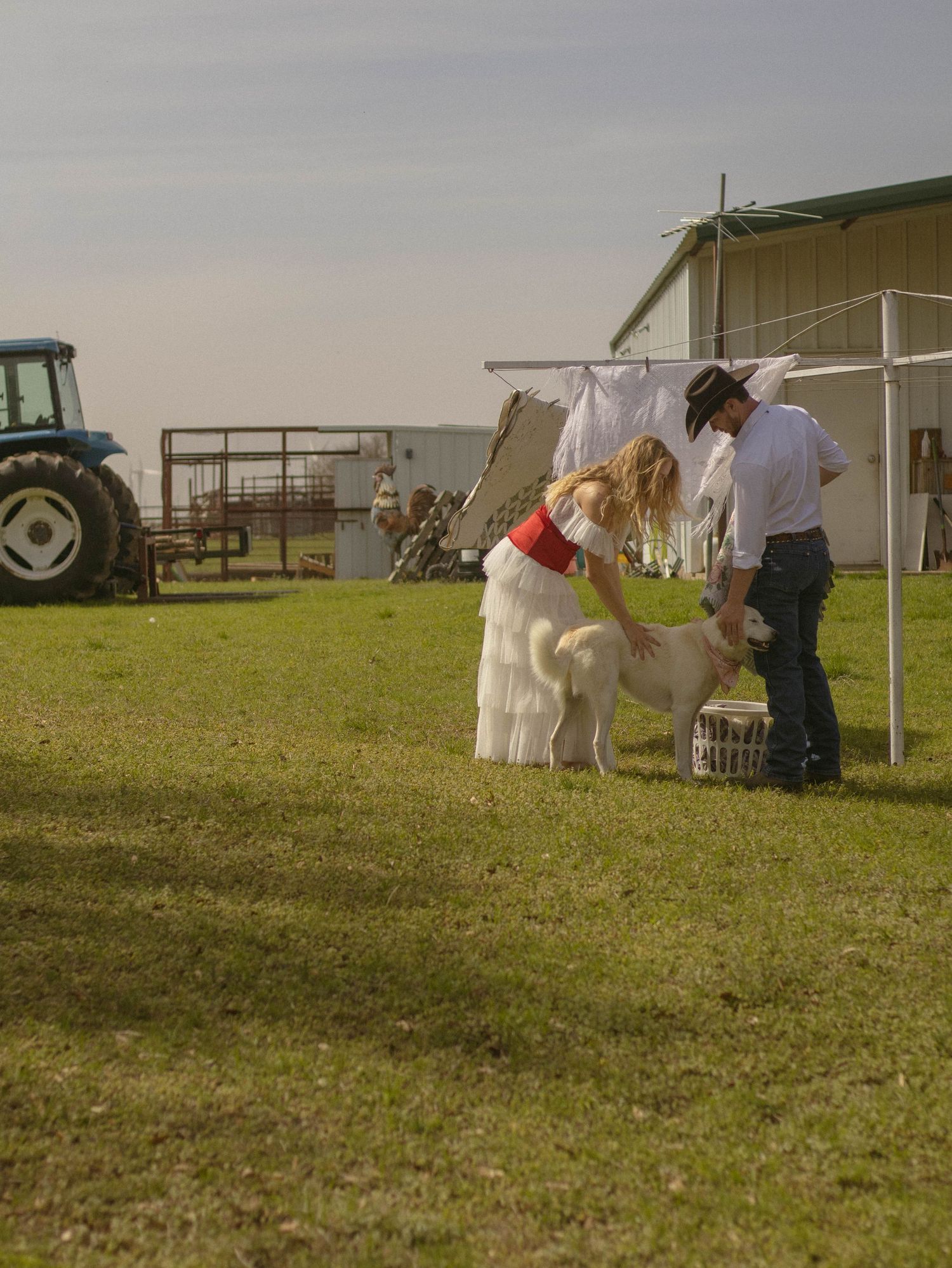 A white horse being groomed and prepared for showing in an outdoor field setting with handlers nearby.