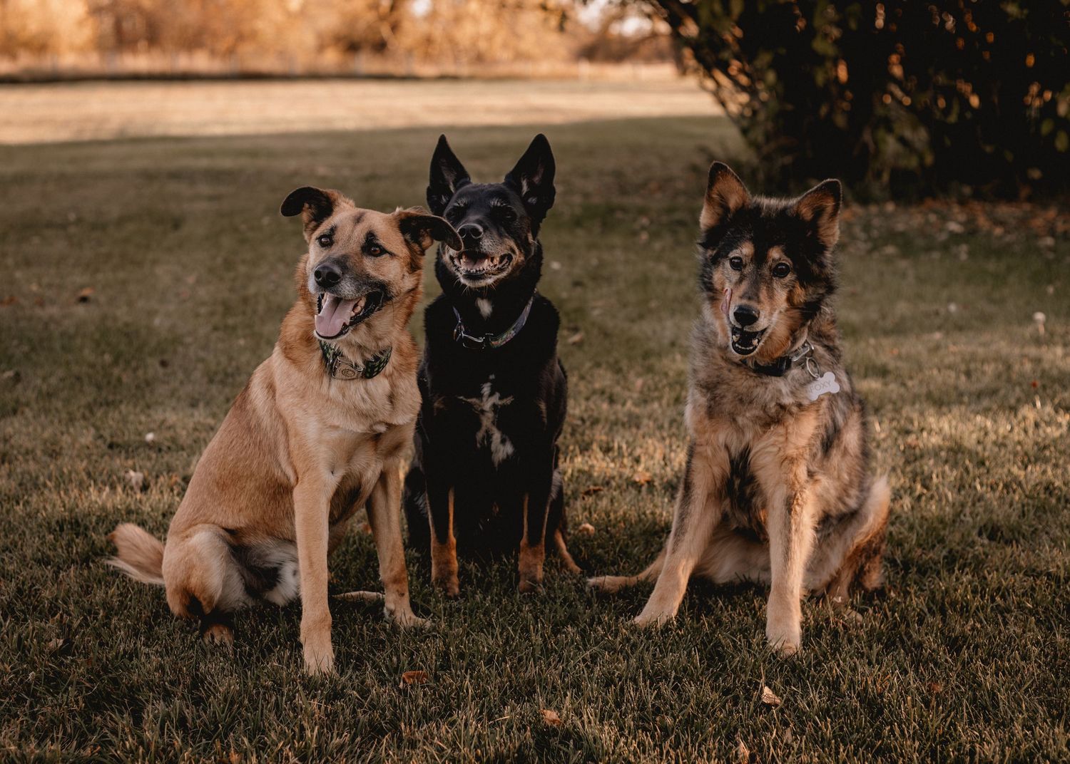 A group of mixed breed dogs sit together on grass during an autumn photoshoot.