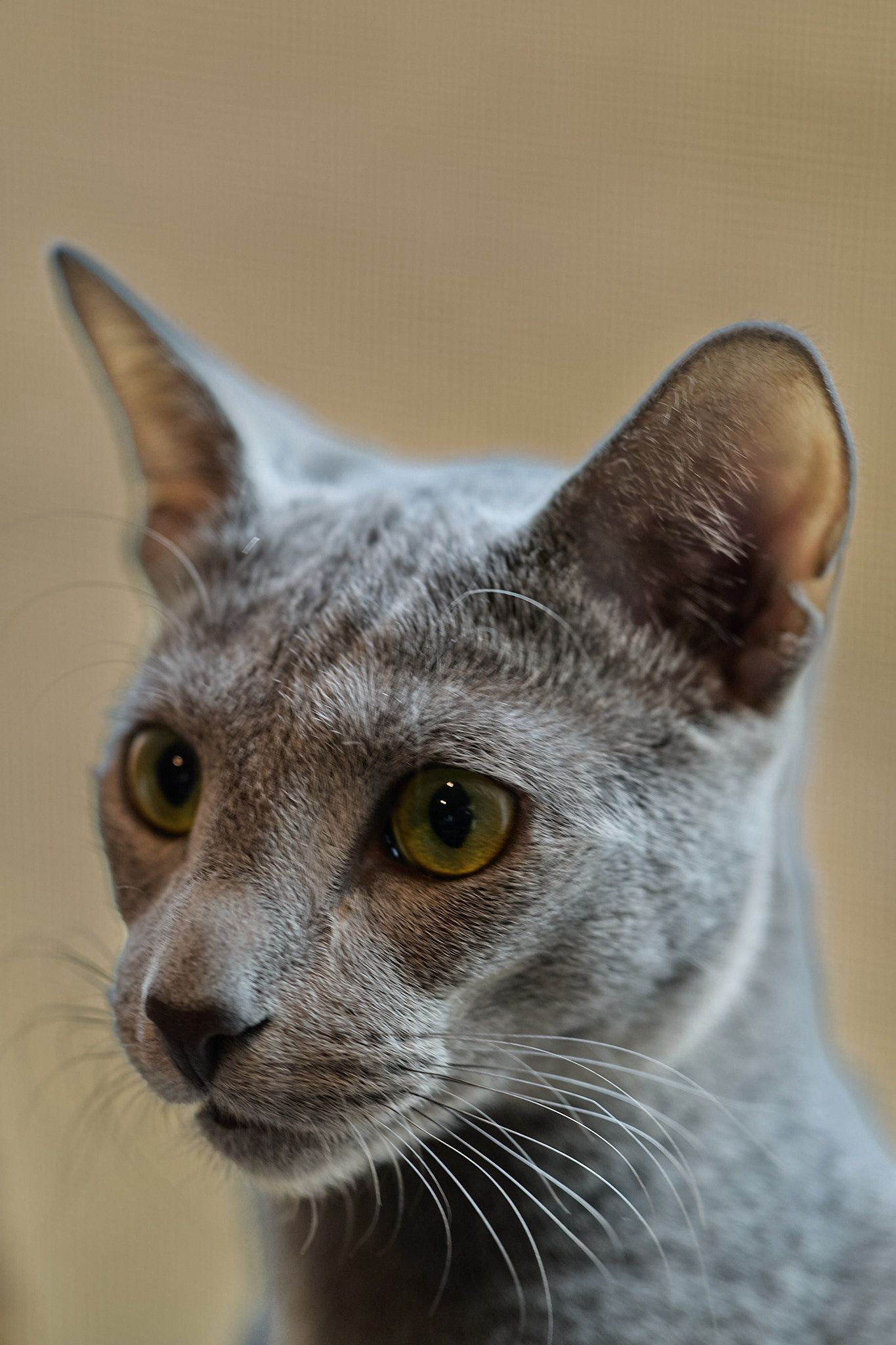 Gray Russian Blue cat portrait by Atlanta Metro pet photographer Drew Shirley
