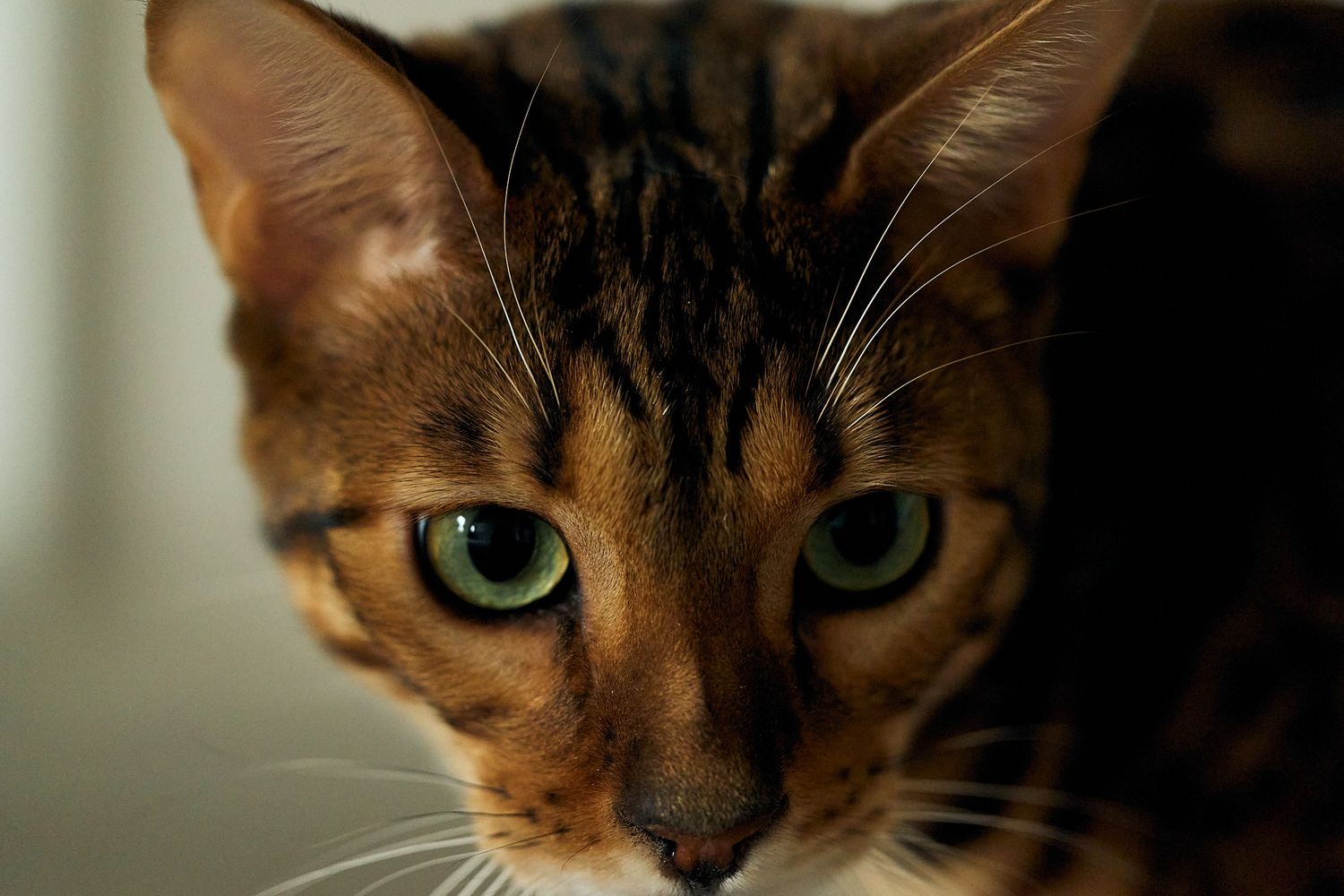 Bengal cat portrait by Atlanta Metro pet photographer Drew Shirley