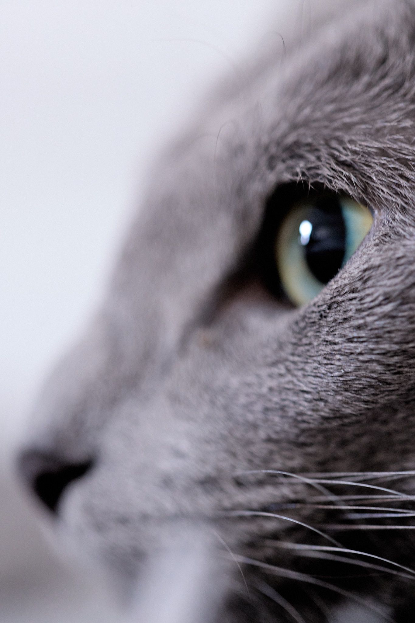 Gray Russian Blue cat portrait by Atlanta Metro pet photographer Drew Shirley